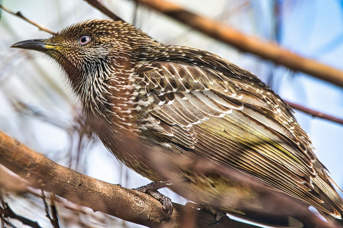 Little Wattlebird - ML639440319