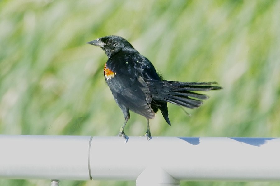 Red-winged Blackbird - ML639440362