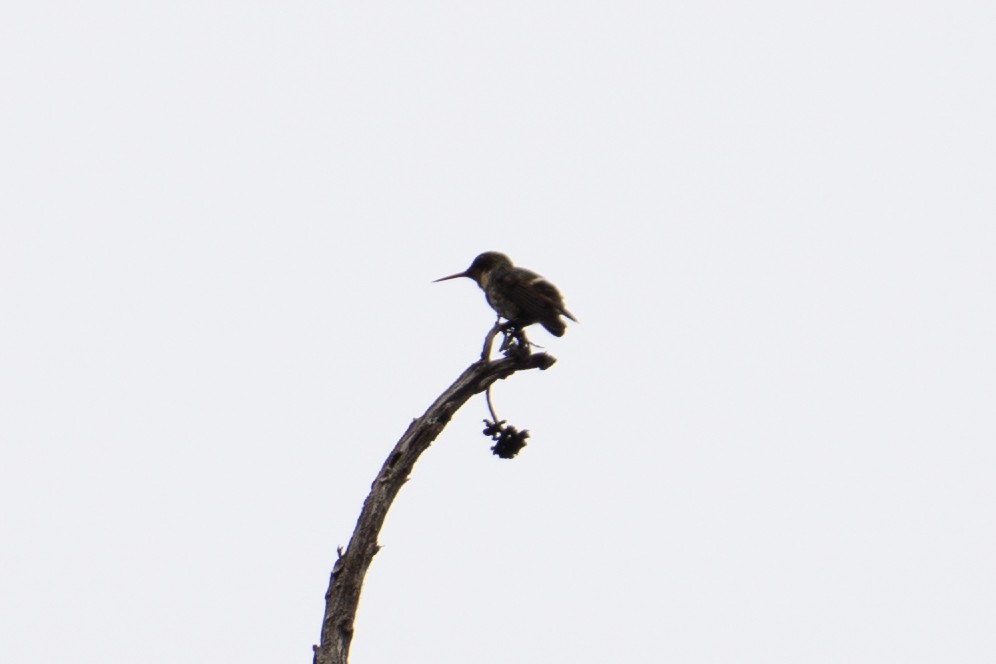 Black-crested Coquette - ML639440401
