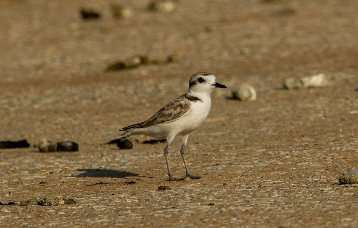 Snowy Plover - ML639440406