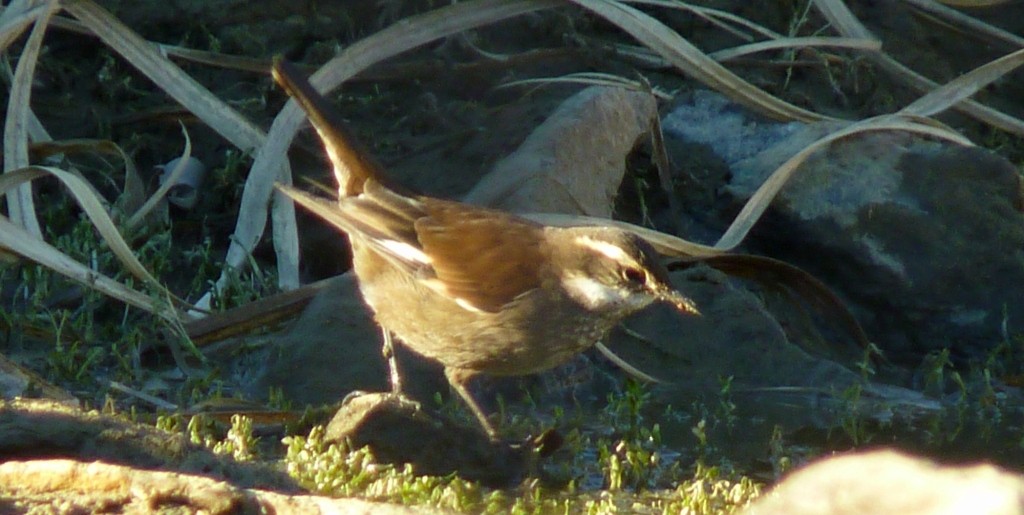 White-winged Cinclodes - Fernando Rodriguez