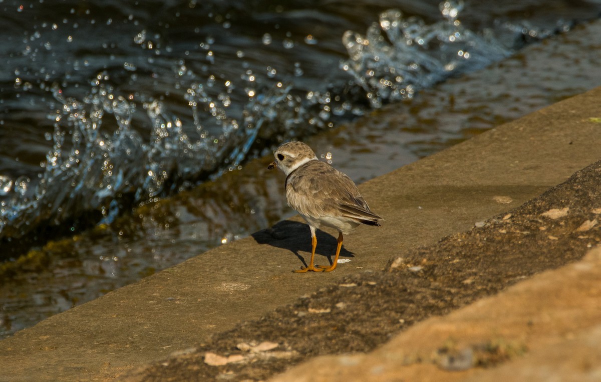 Piping Plover - ML639440415