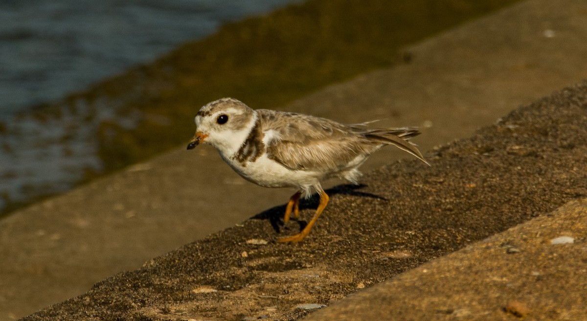 Piping Plover - ML639440416