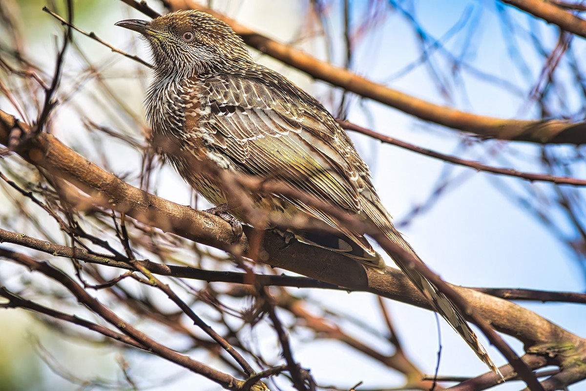 Little Wattlebird - ML639440500
