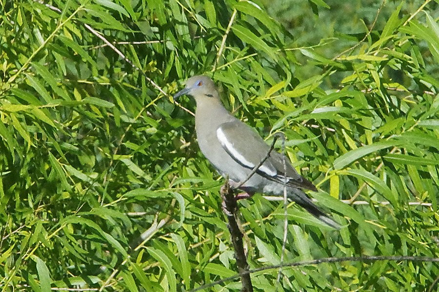 White-winged Dove - ML639440525