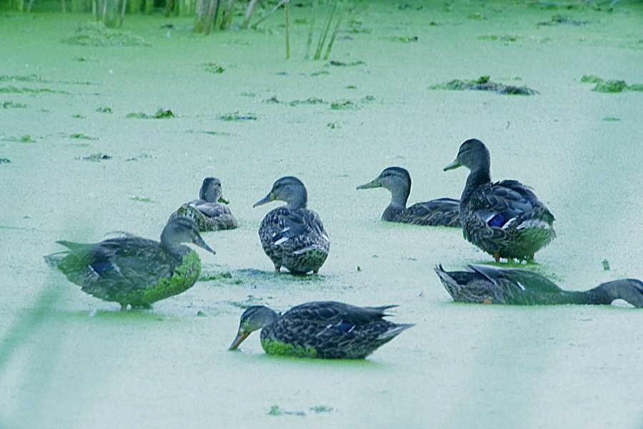 Mallard - ML639440591