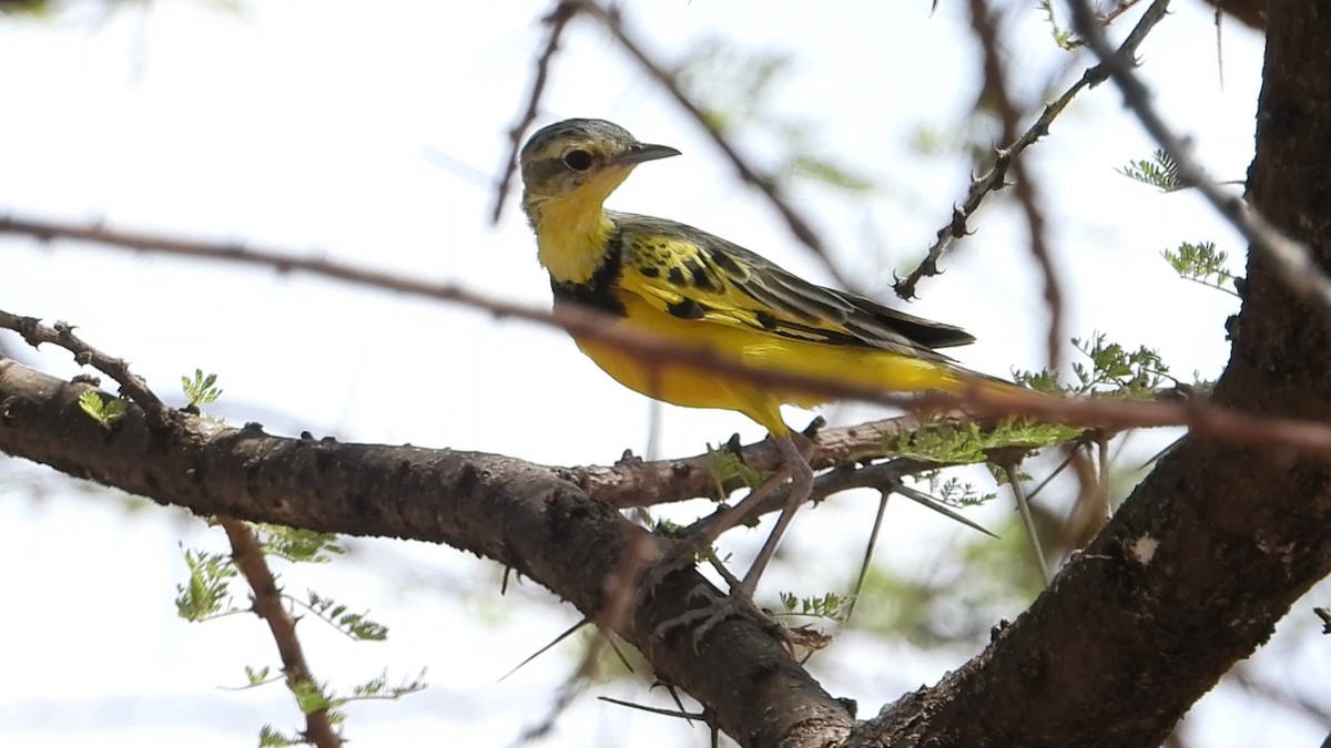 Pipit doré - ML639440593