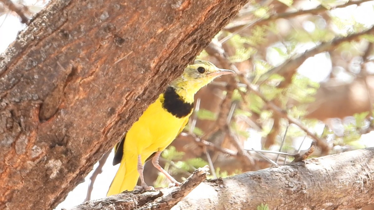 Pipit doré - ML639440594