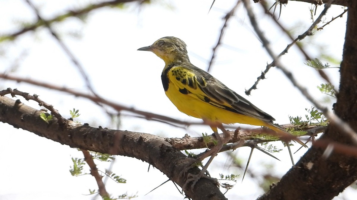 Pipit doré - ML639440595