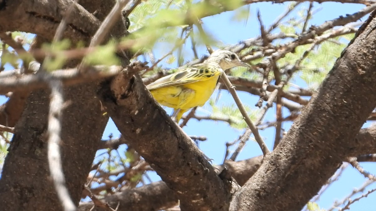 Pipit doré - ML639440596