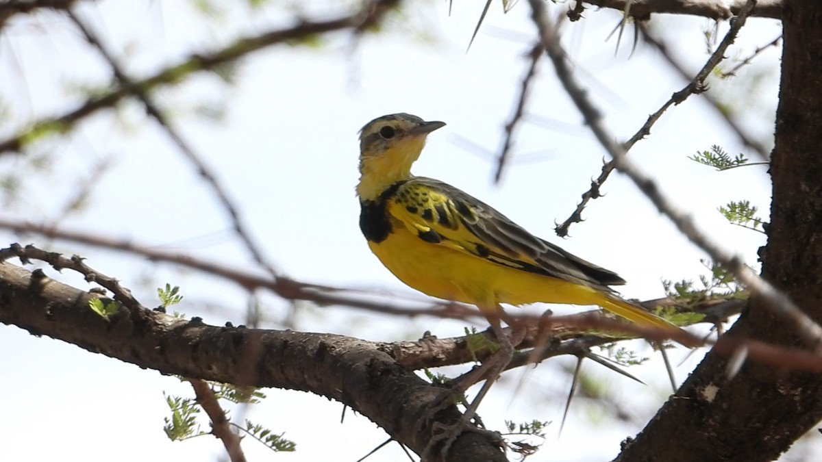 Pipit doré - ML639440597