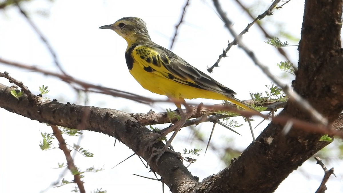 Pipit doré - ML639440598
