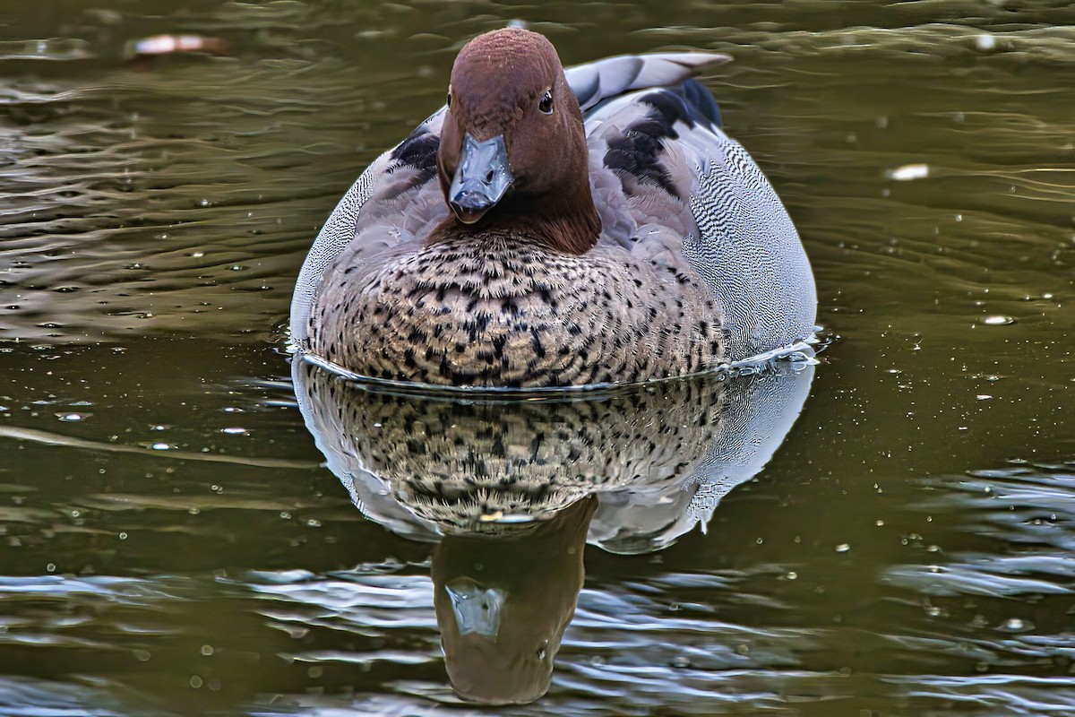 Maned Duck - ML639440630