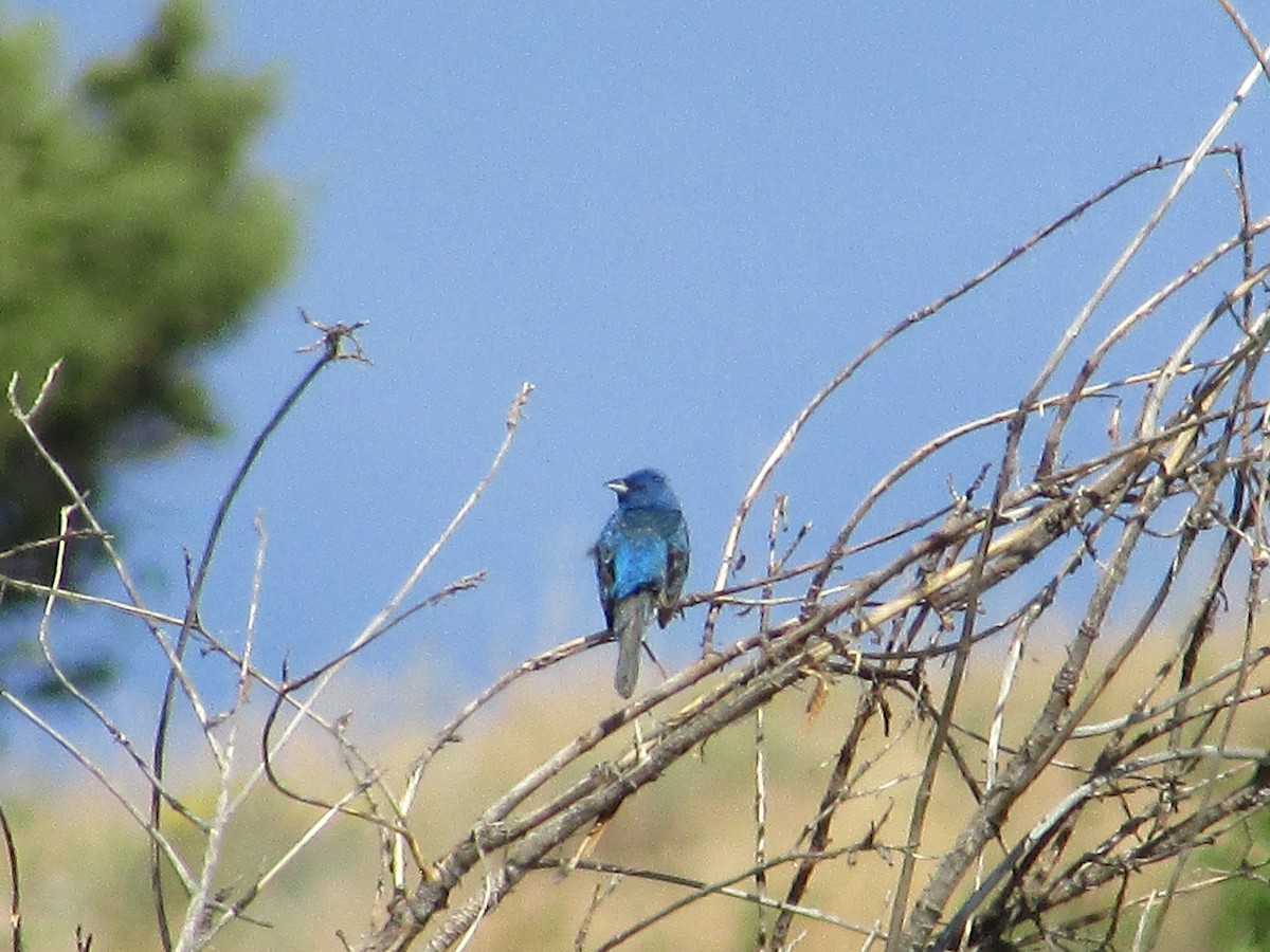 Lazuli/Indigo Bunting - ML639440660