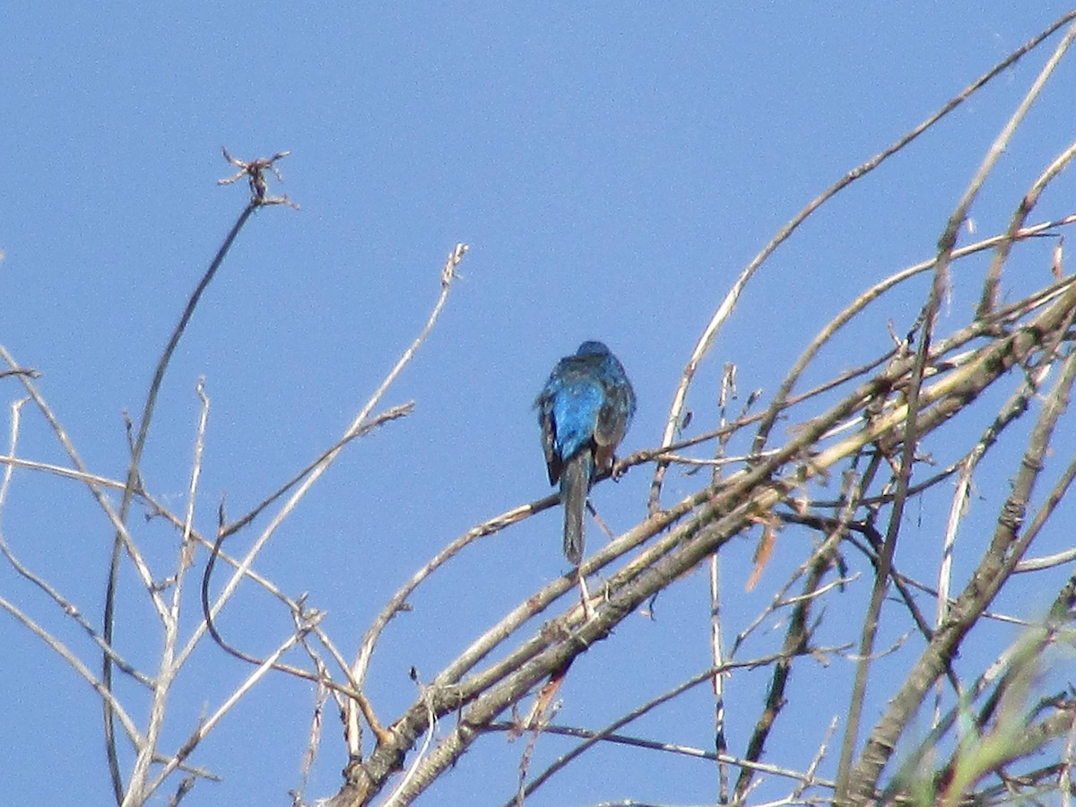 Lazuli/Indigo Bunting - ML639440661