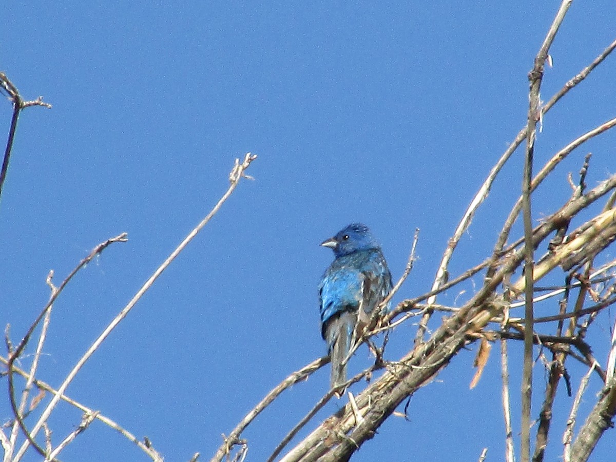 Lazuli/Indigo Bunting - ML639440662