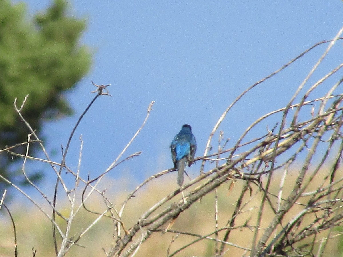 Lazuli/Indigo Bunting - ML639440663