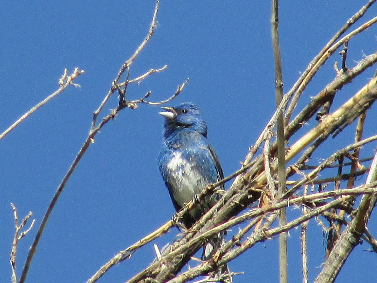 Lazuli/Indigo Bunting - ML639440664