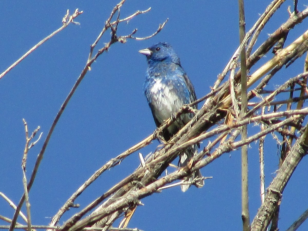 Lazuli/Indigo Bunting - ML639440665