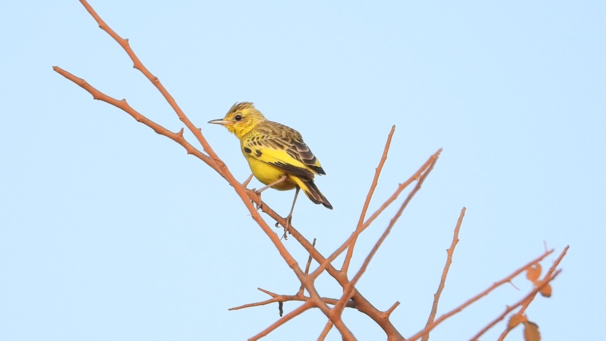 Pipit doré - ML639440670