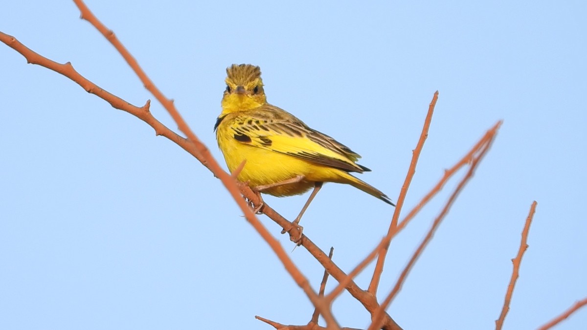 Pipit doré - ML639440671