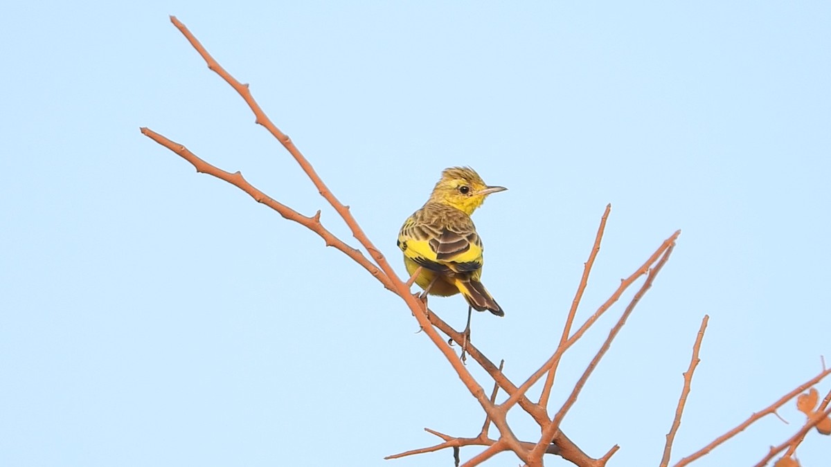 Pipit doré - ML639440672