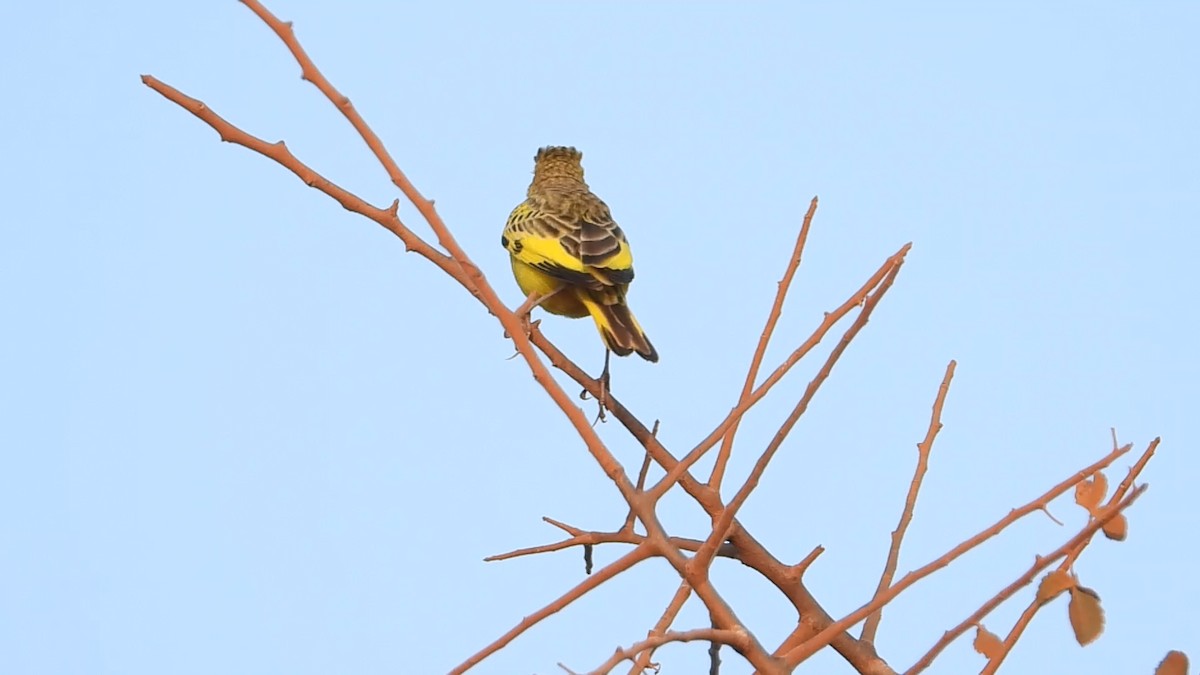 Pipit doré - ML639440673