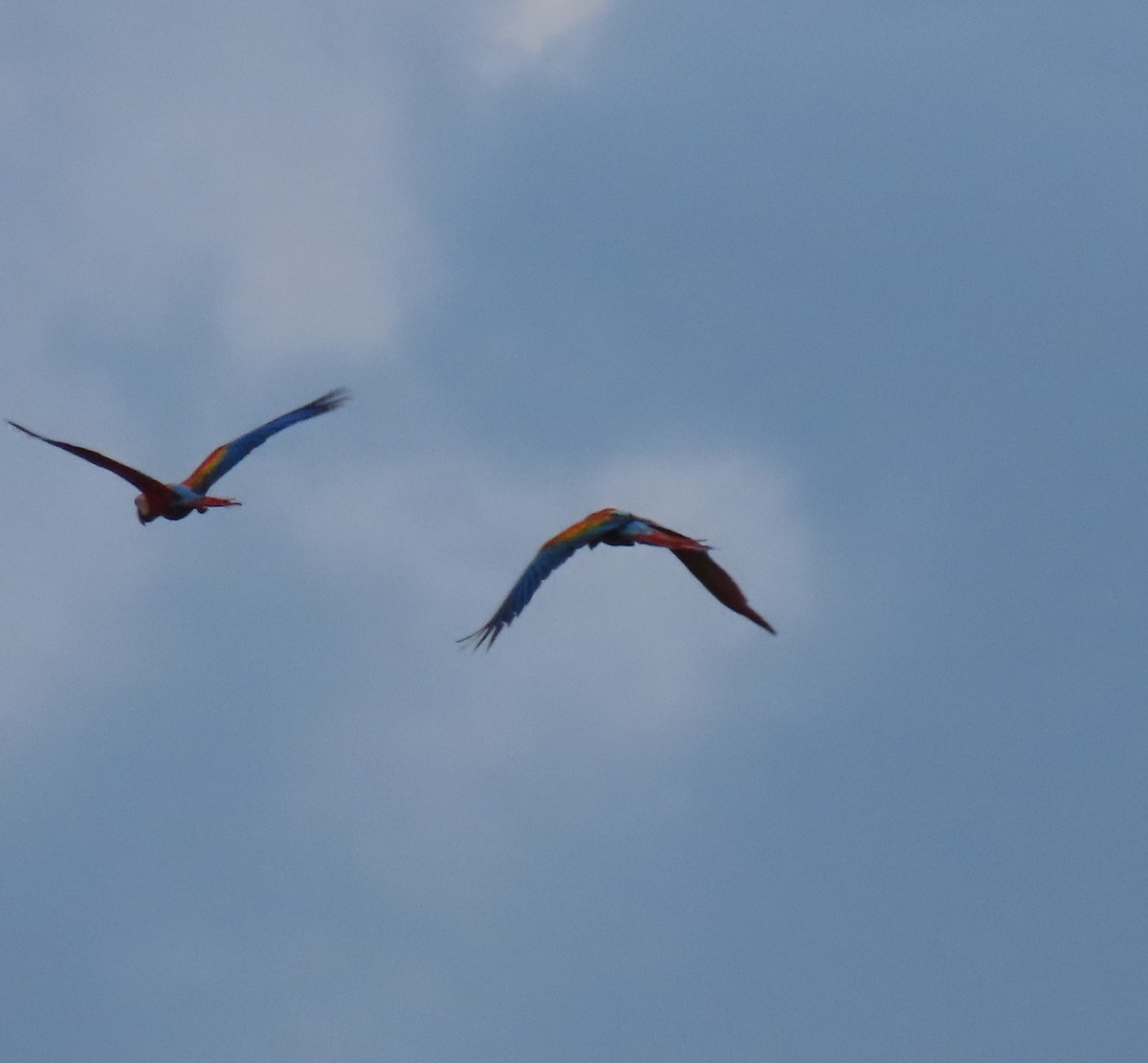 Scarlet Macaw - ML639440689