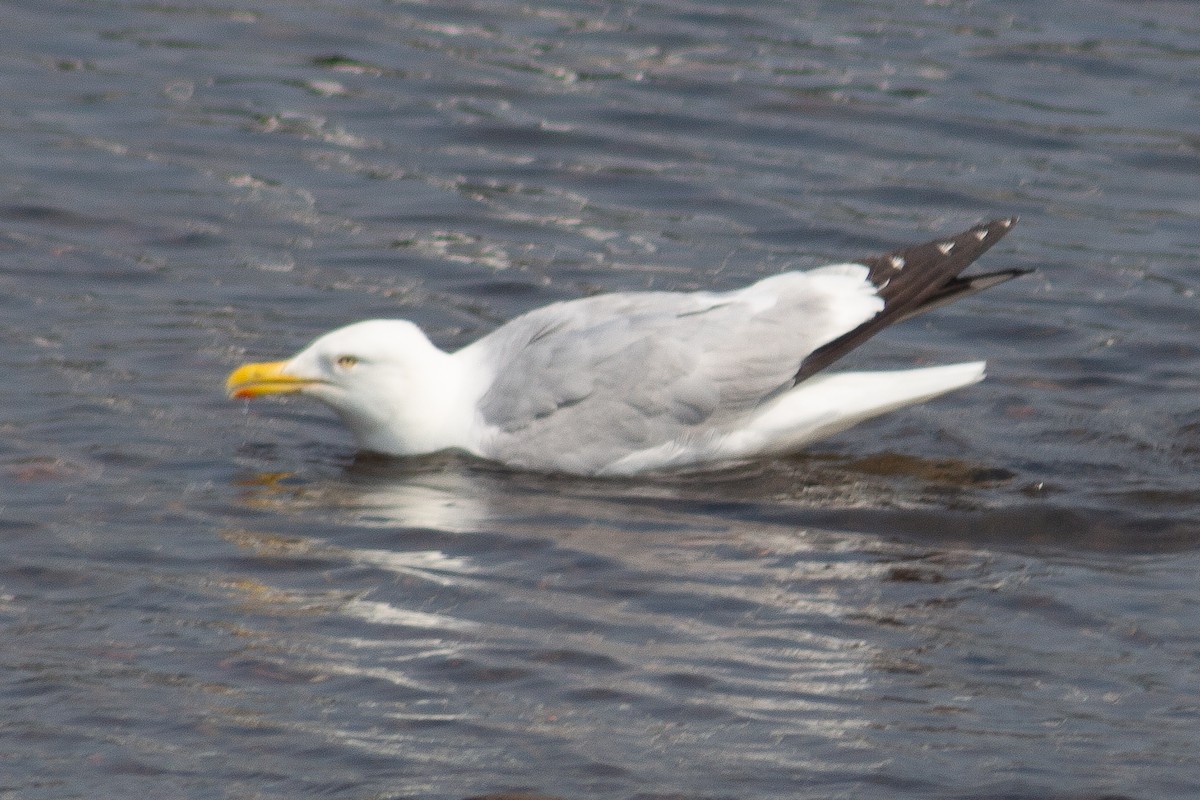 American Herring Gull - ML639440797