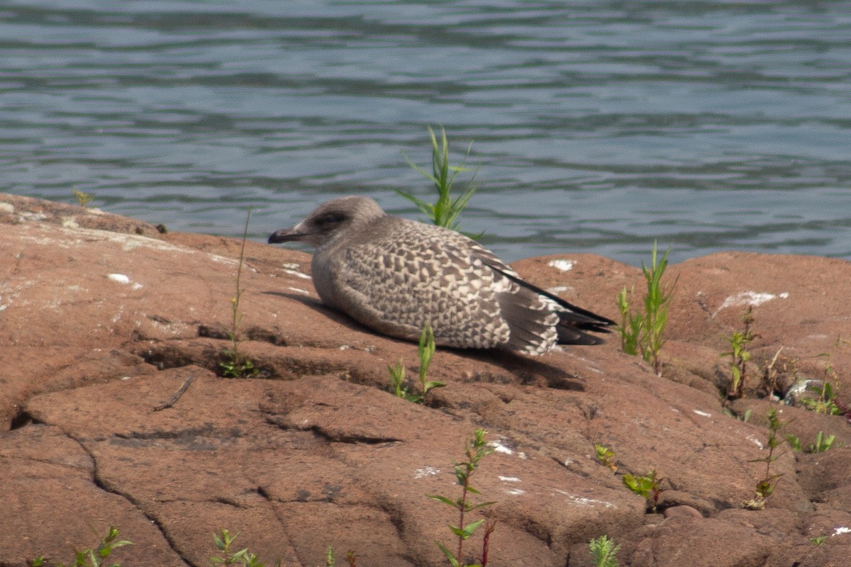 American Herring Gull - ML639440798