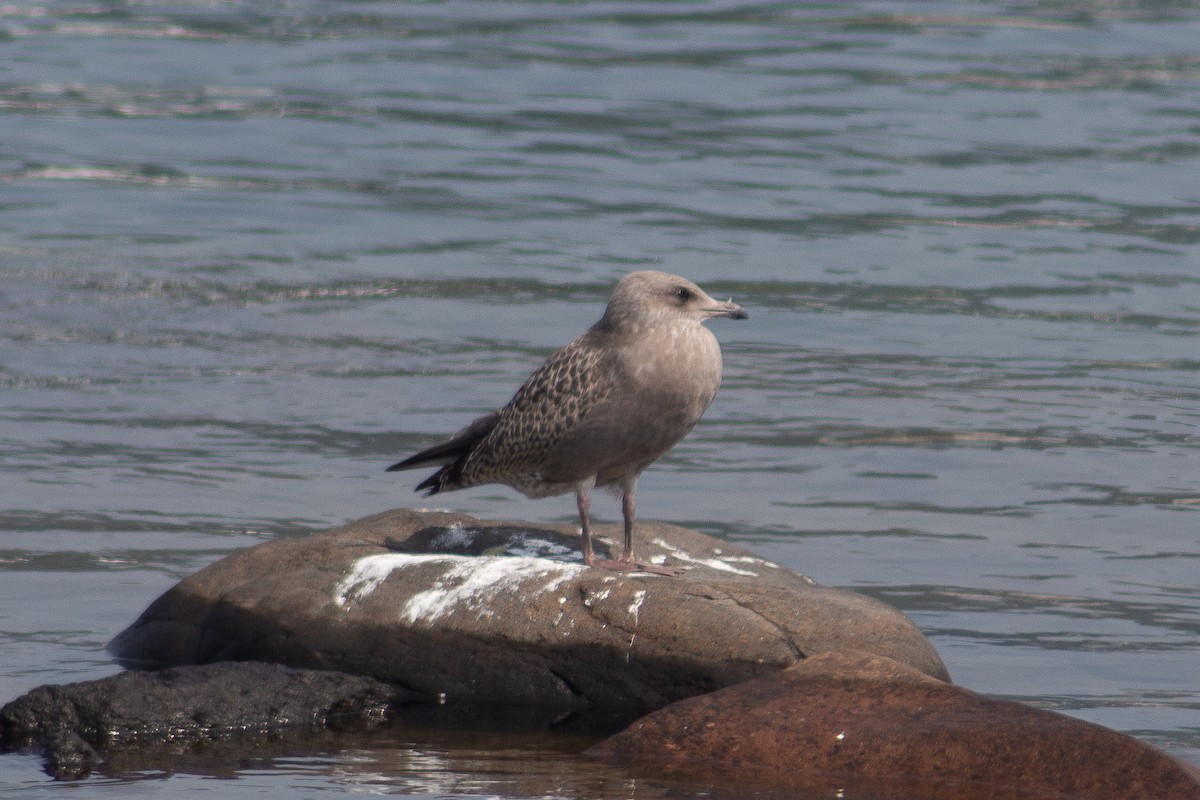 American Herring Gull - ML639440799