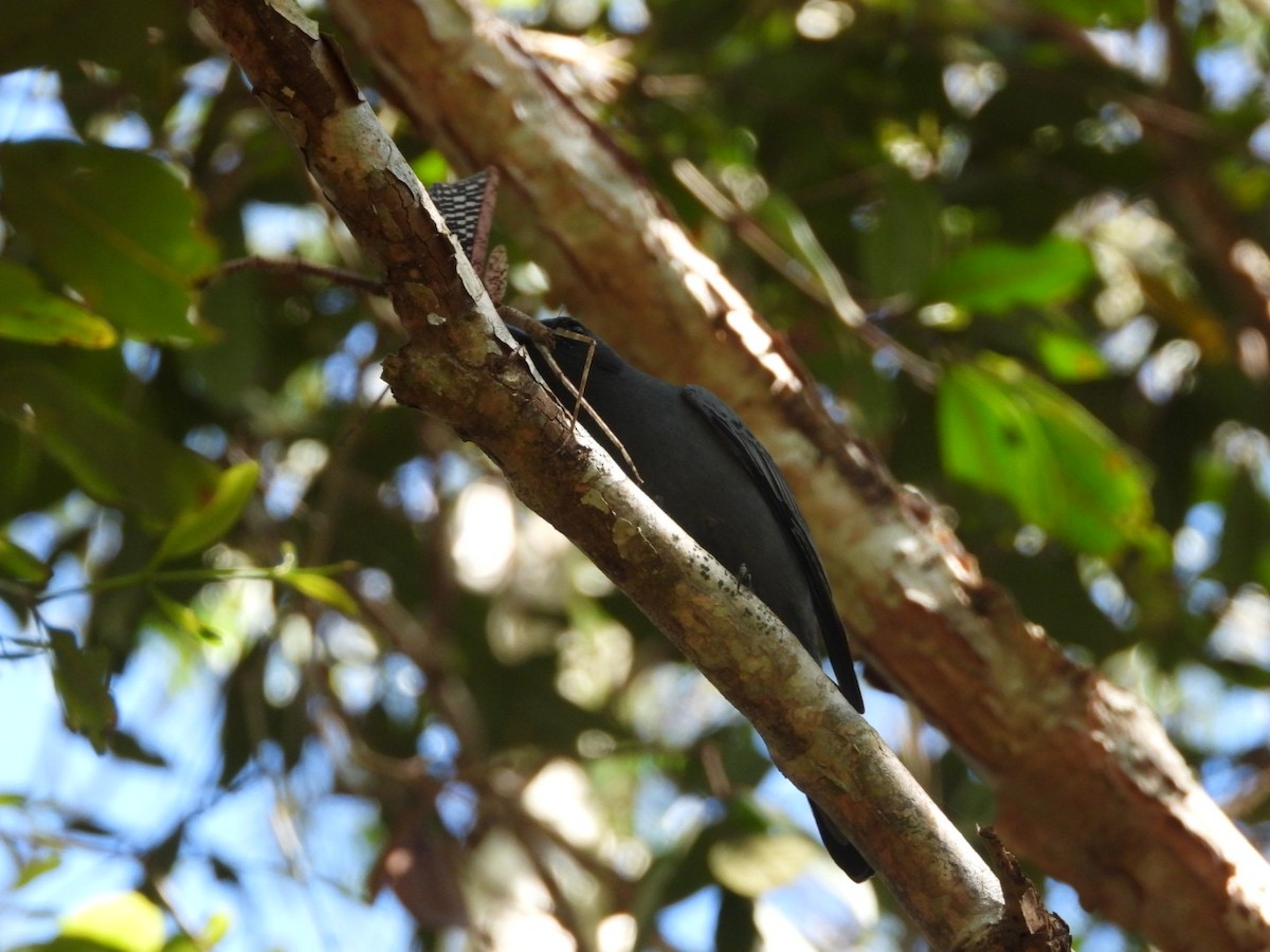 Sahul Cicadabird - ML639440822
