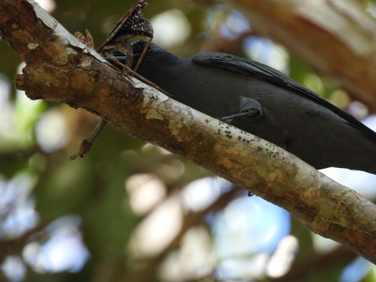 Sahul Cicadabird - ML639440823