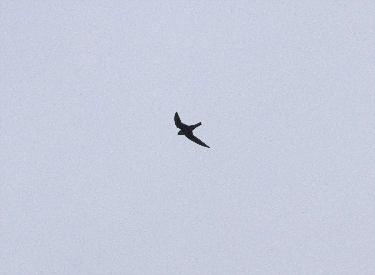 White-collared Swift - ML639440909