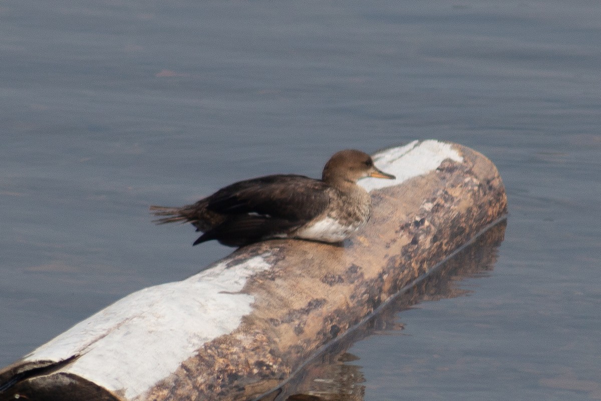 Hooded Merganser - ML639440967