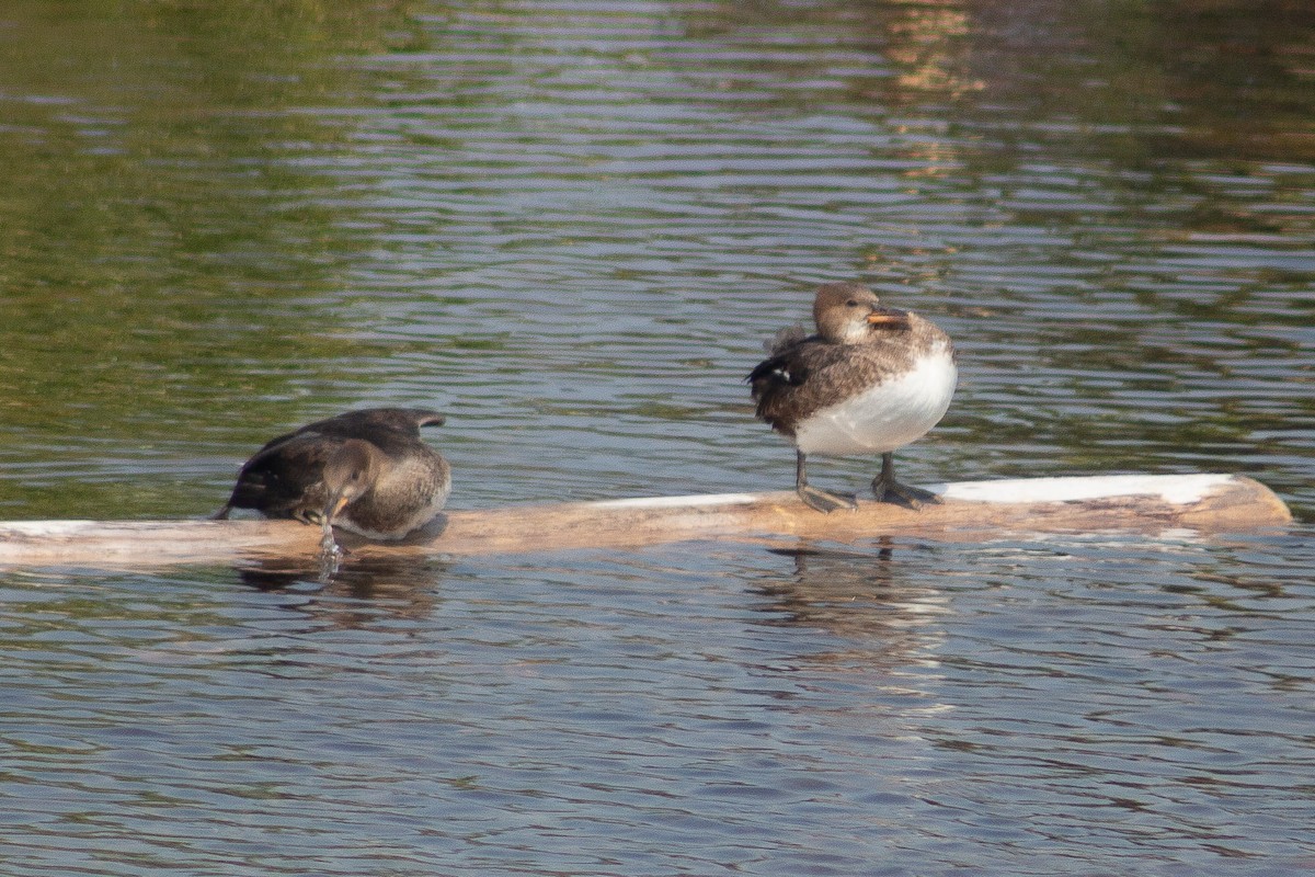 Hooded Merganser - ML639440968
