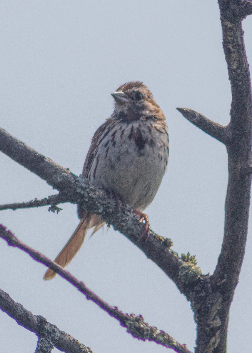 Song Sparrow - ML639440978