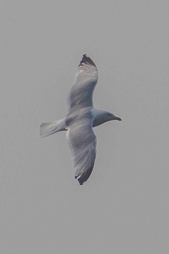 American Herring Gull - ML639441028
