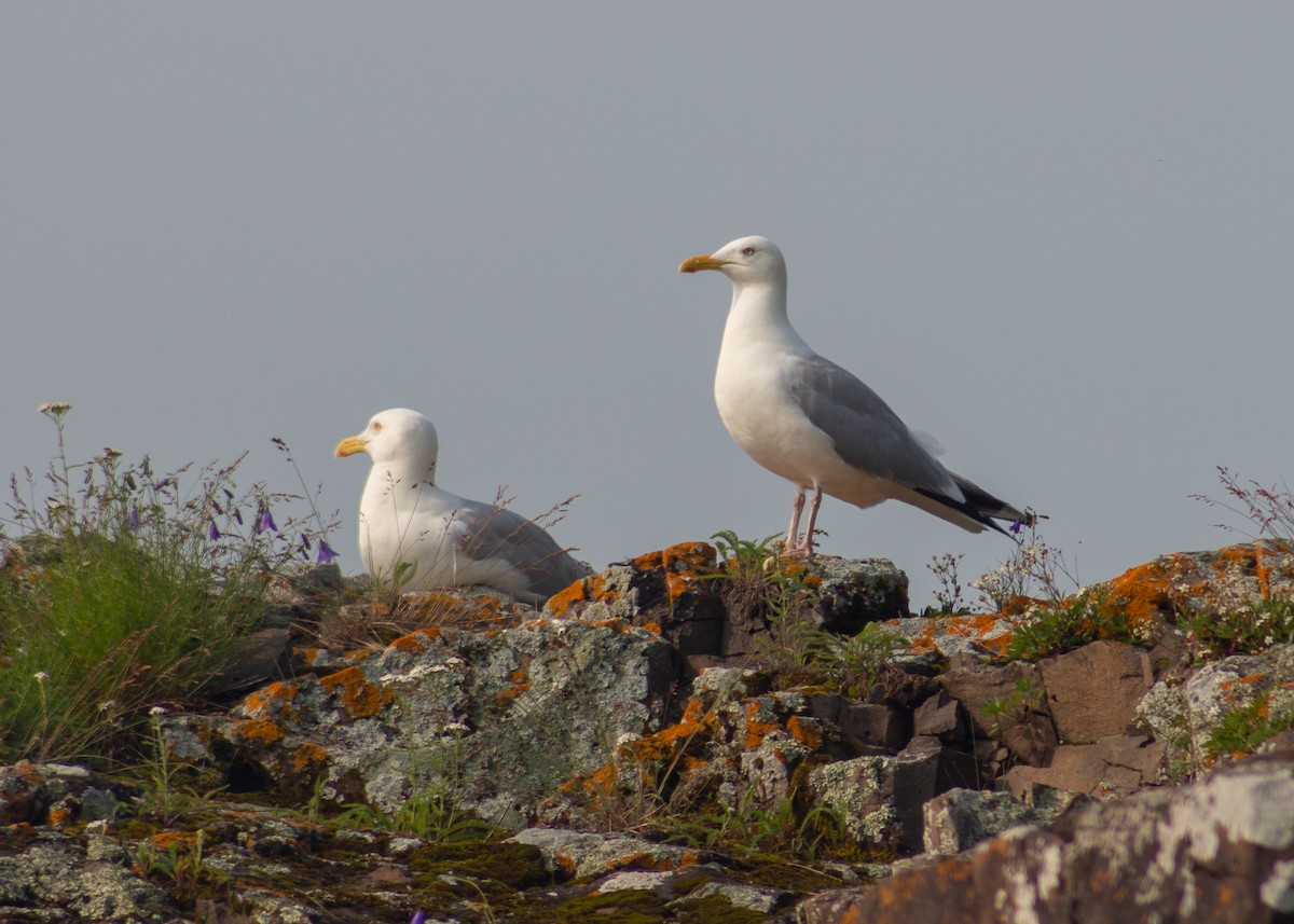 American Herring Gull - ML639441029