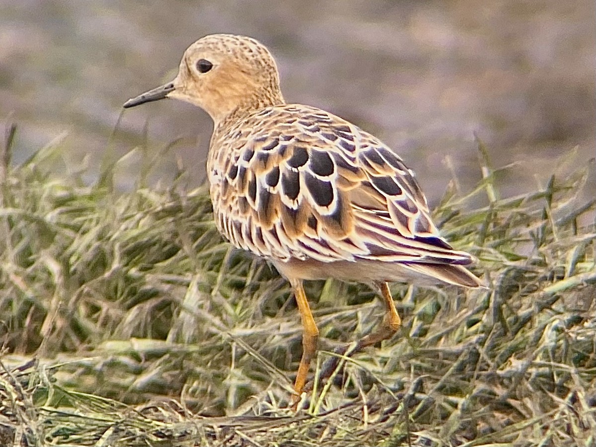 Buff-breasted Sandpiper - ML639441031