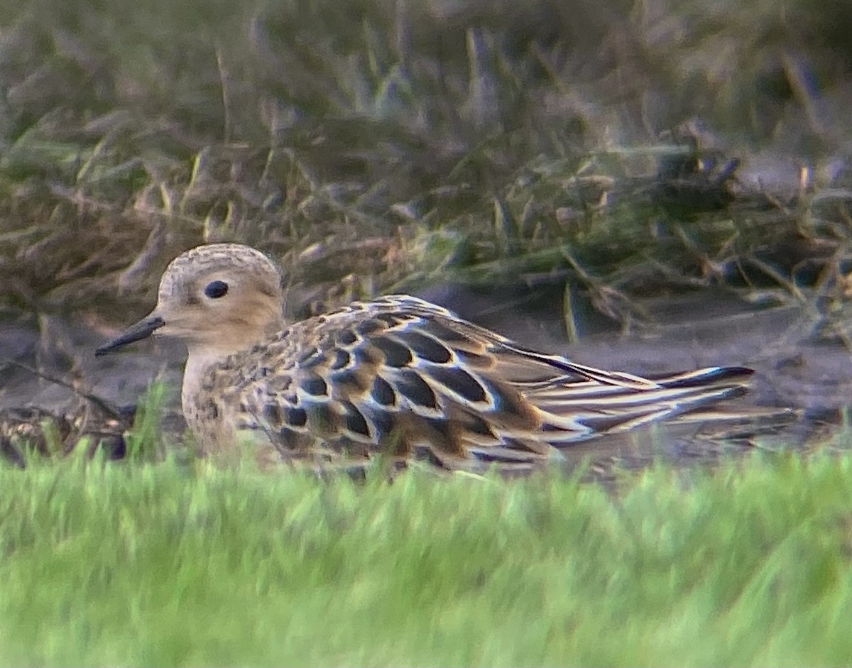 Buff-breasted Sandpiper - ML639441032