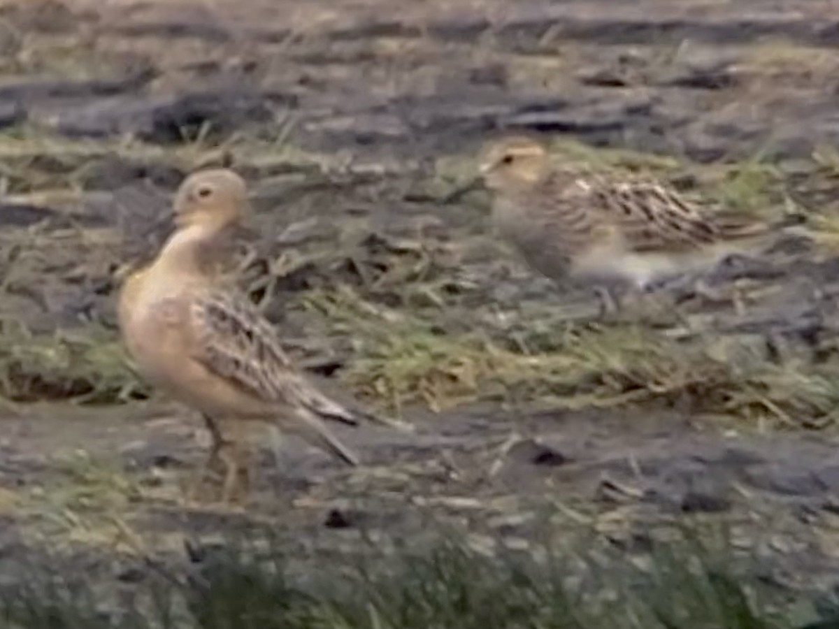 Buff-breasted Sandpiper - ML639441033