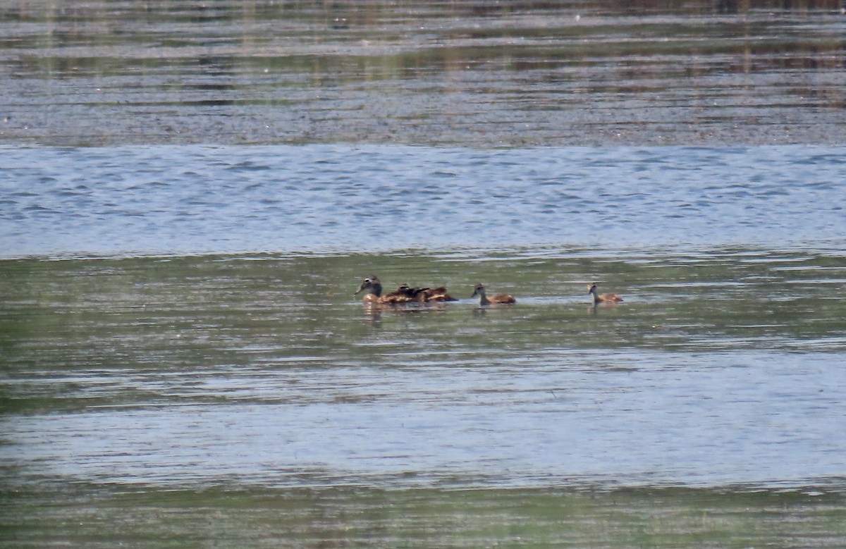 Wood Duck - ML639441075