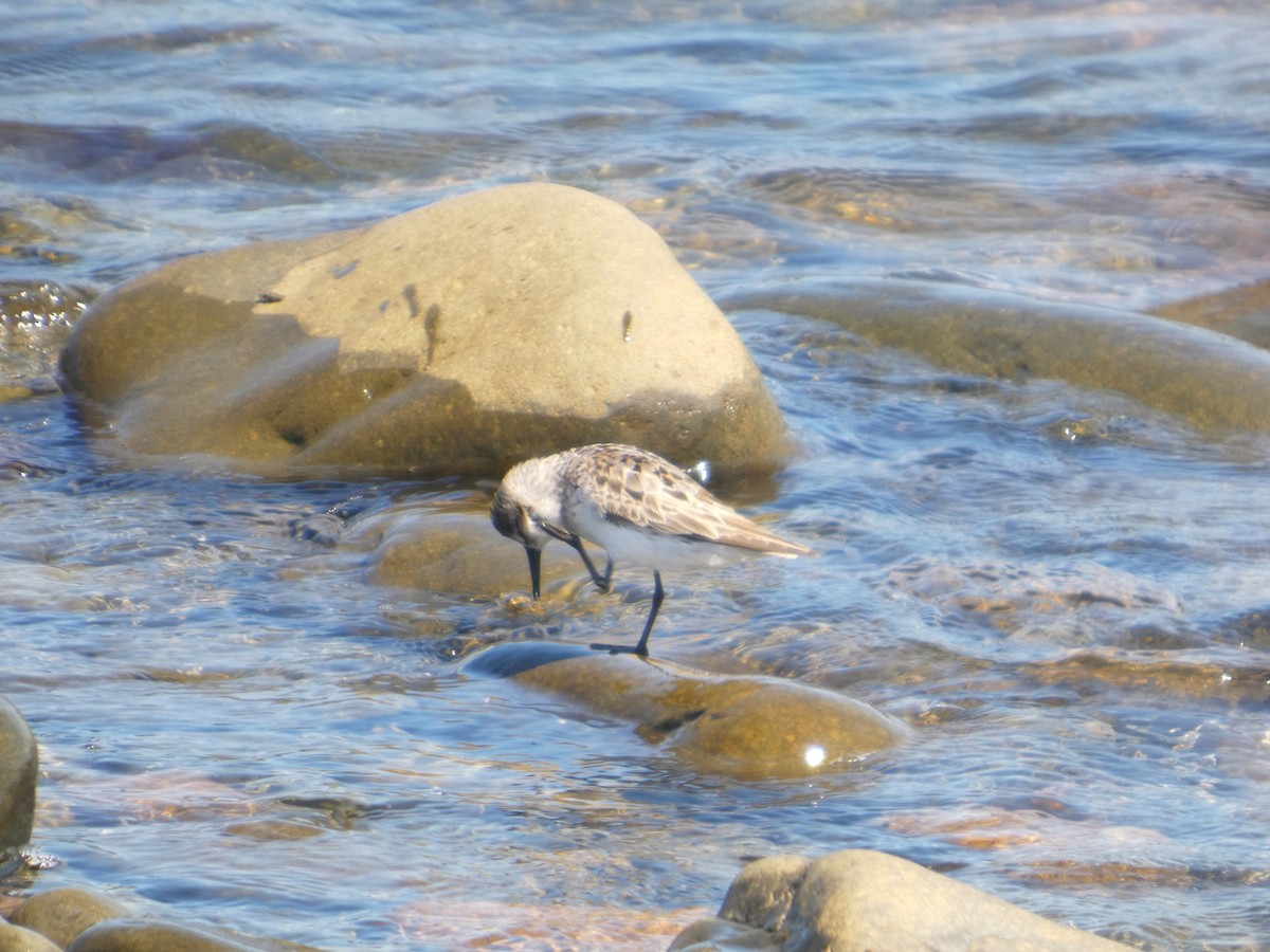 Semipalmated Sandpiper - ML639441137