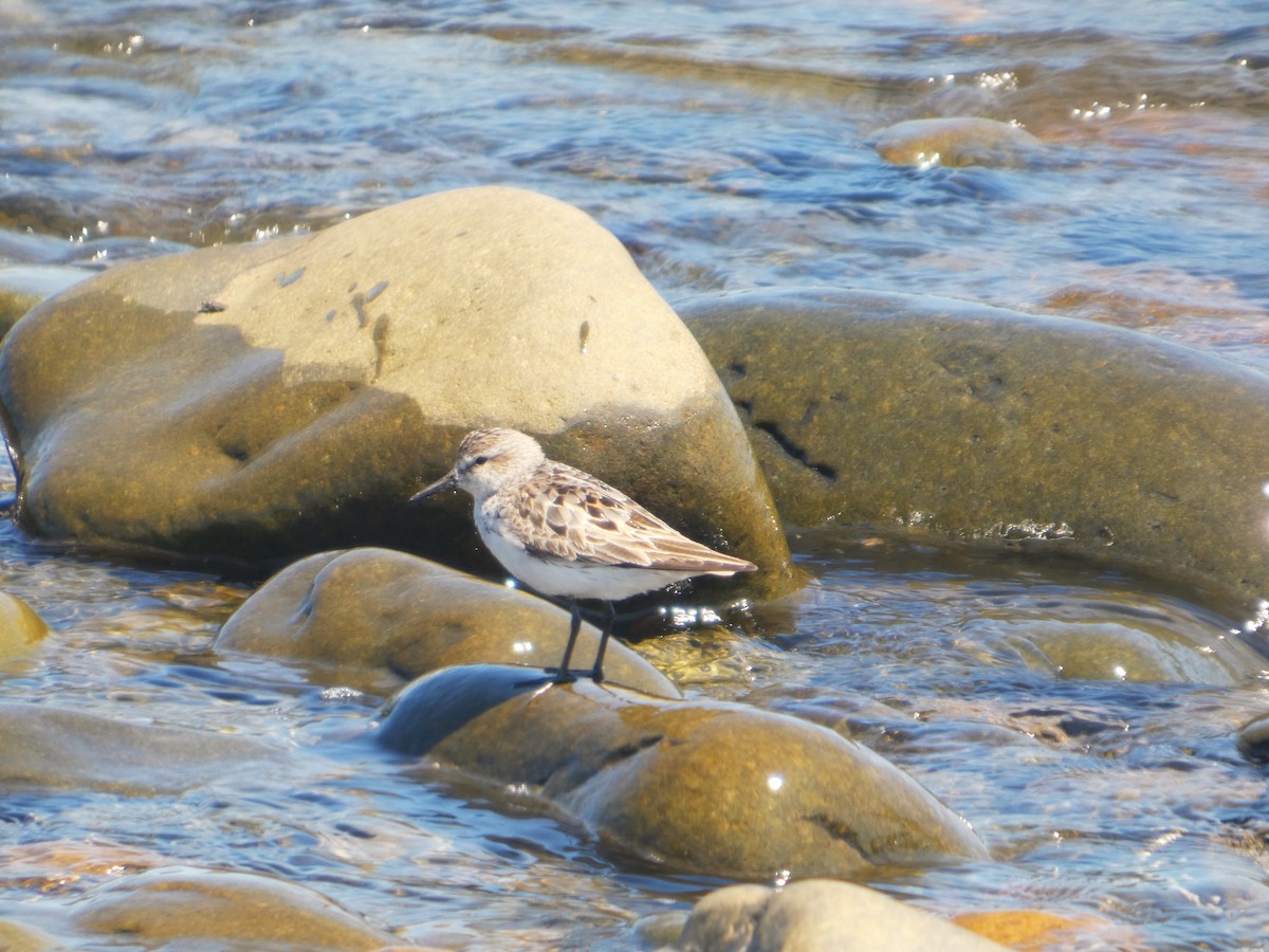 Semipalmated Sandpiper - ML639441138