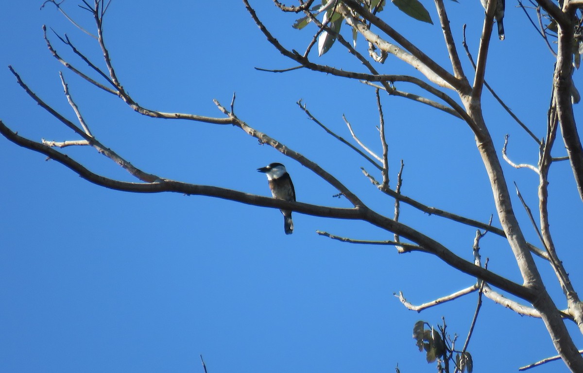 Brown-banded Puffbird - ML639441141