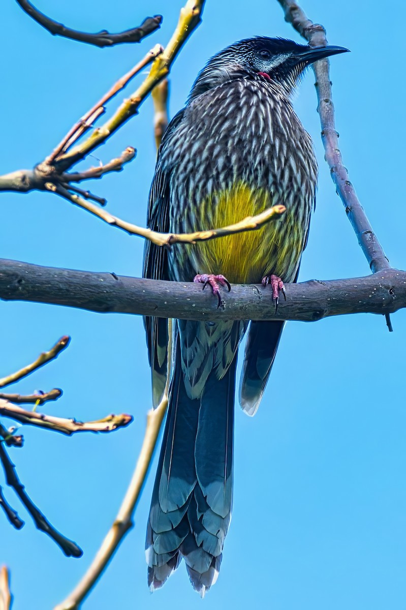 Red Wattlebird - ML639441181