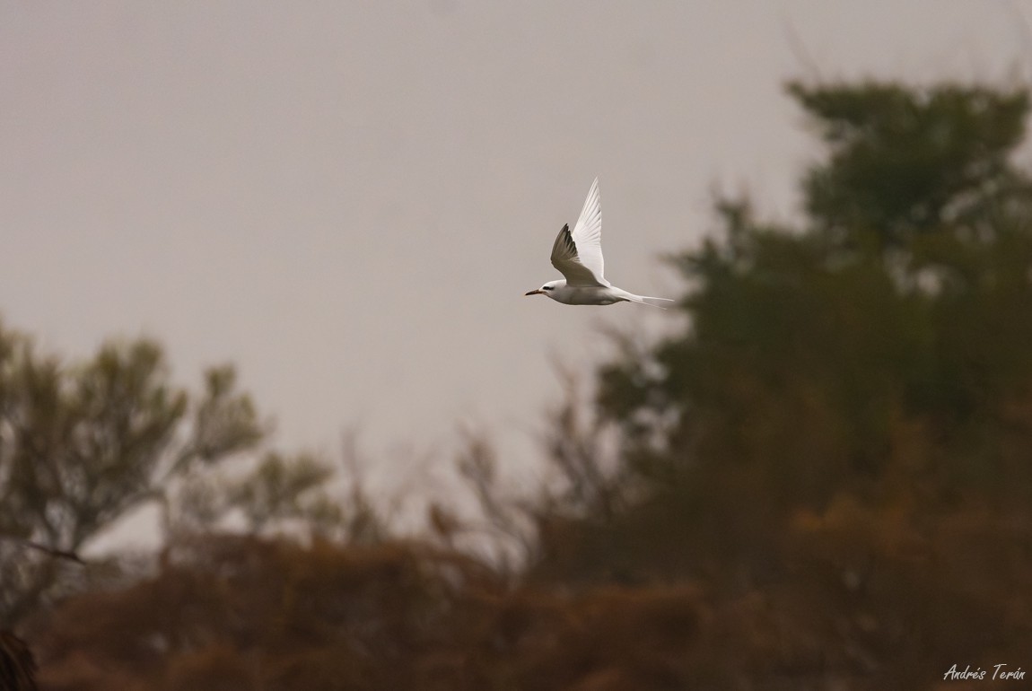 Snowy-crowned Tern - ML639441193