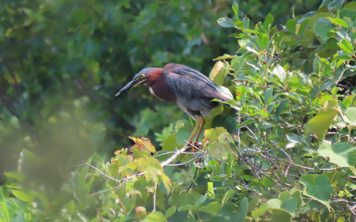 Green Heron - ML639441200