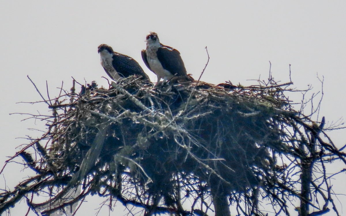 Osprey - ML639441209